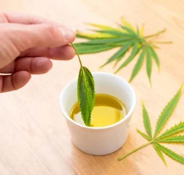 Hemp leaves and CBD massage oil used for spa treatment