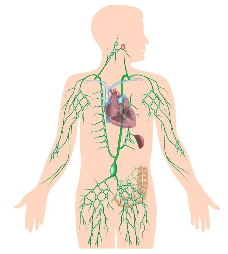 Diagram showing the lymph nodes through the body. 