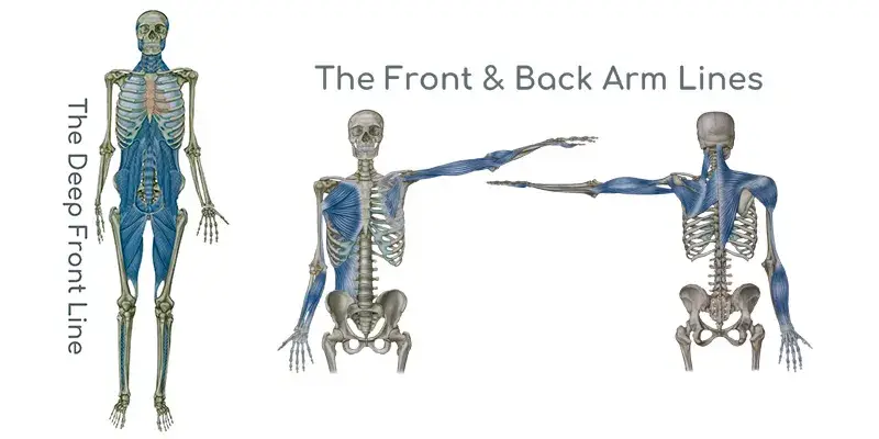Musculoskeletal map showing the deep front and front and back arm lines of Myofascial Release Therapy.