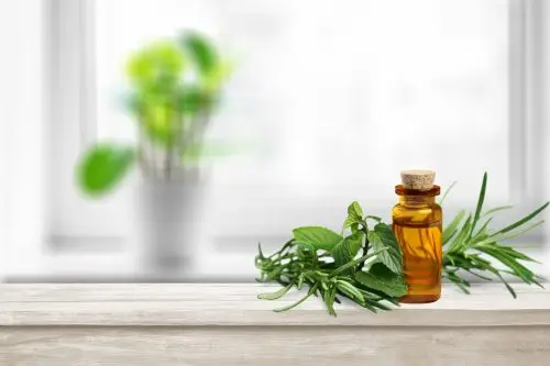 Rosemary essential oil used in immuno massage for its pain-relieving, circulating, and anti-inflammatory benefits