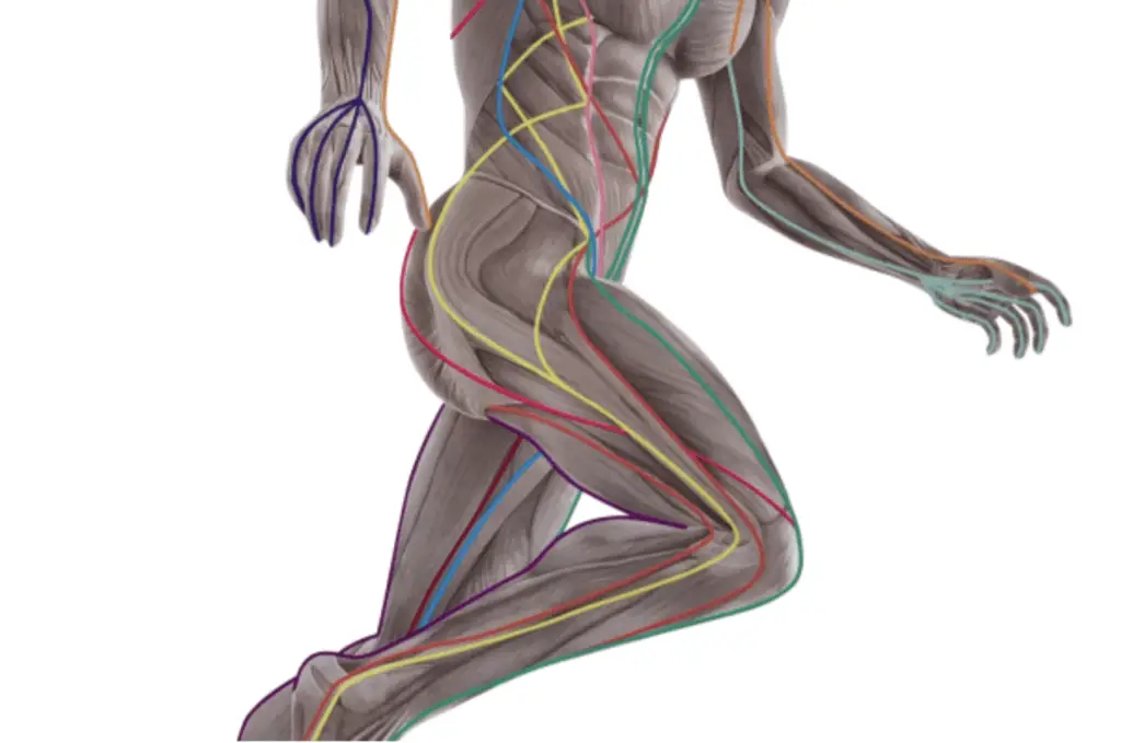 Myofasical release demonstration