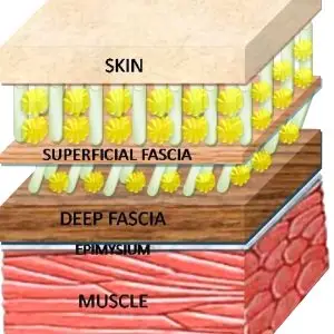 Diagram showing the layers of fascia to understand the benefits of myofascial release therapy